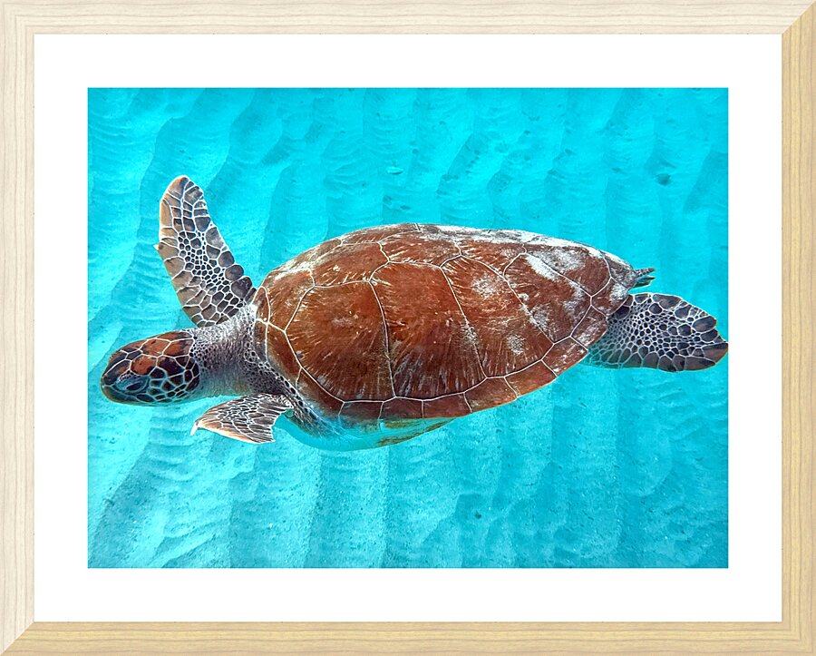 Sea Turtle 3 Picture Frame print
