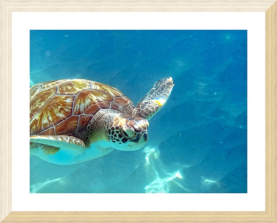 Sea Turtle 2 Picture Frame print
