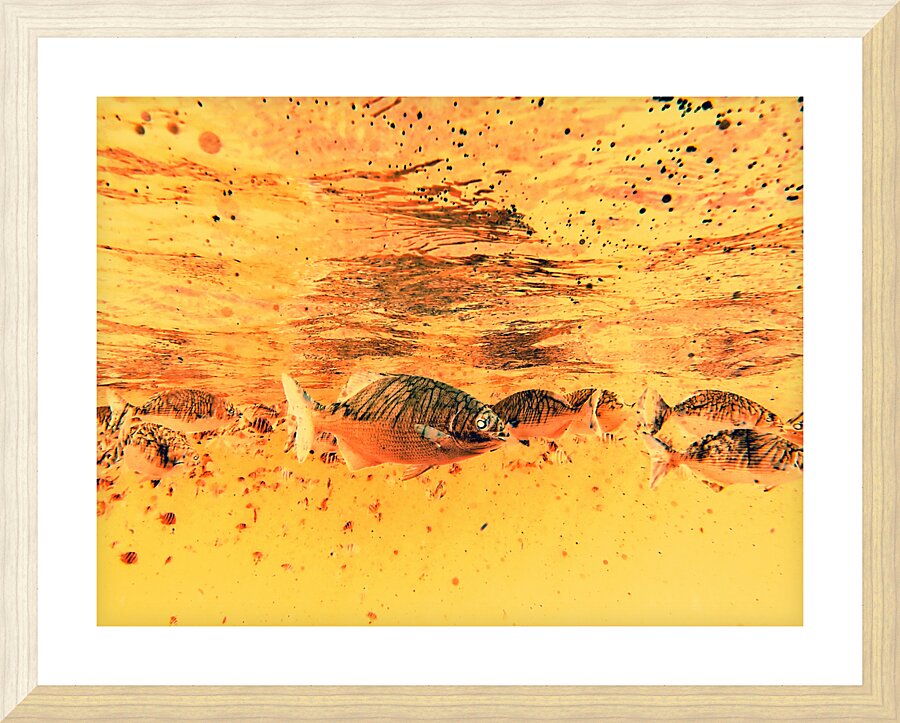 Fishies Picture Frame print