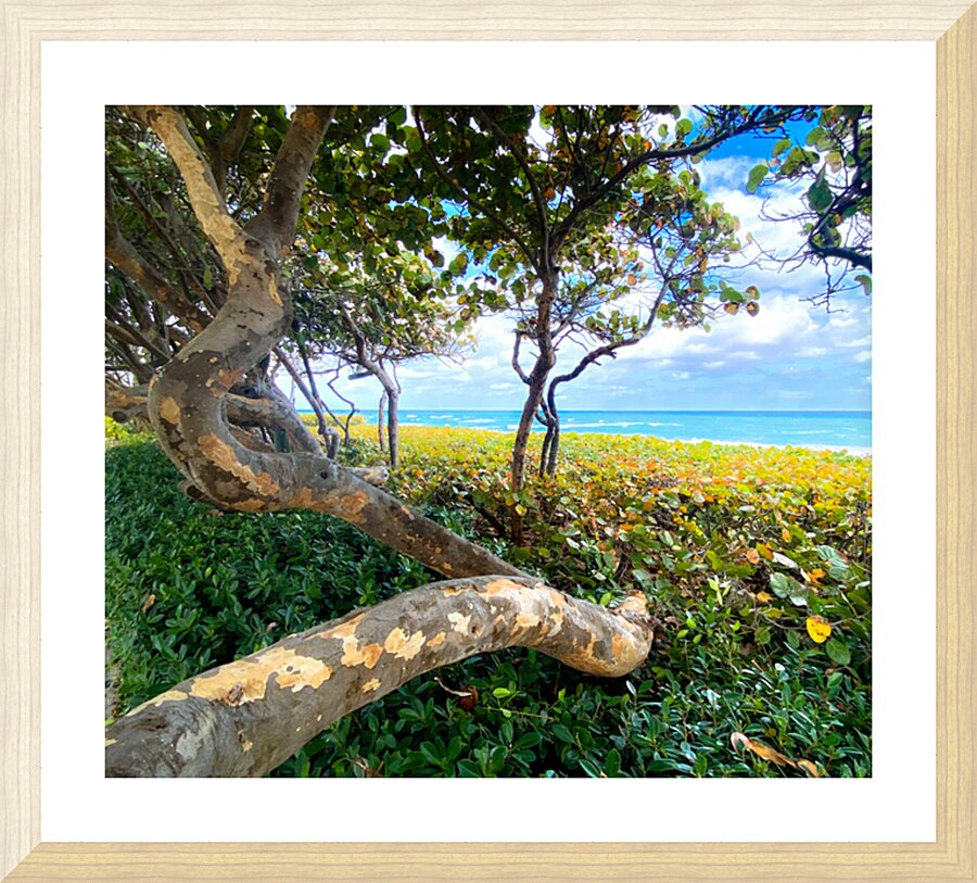JunoMangrove Picture Frame print