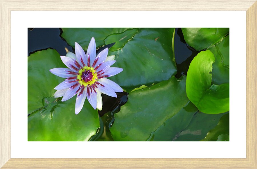 Water Lilly Picture Frame print