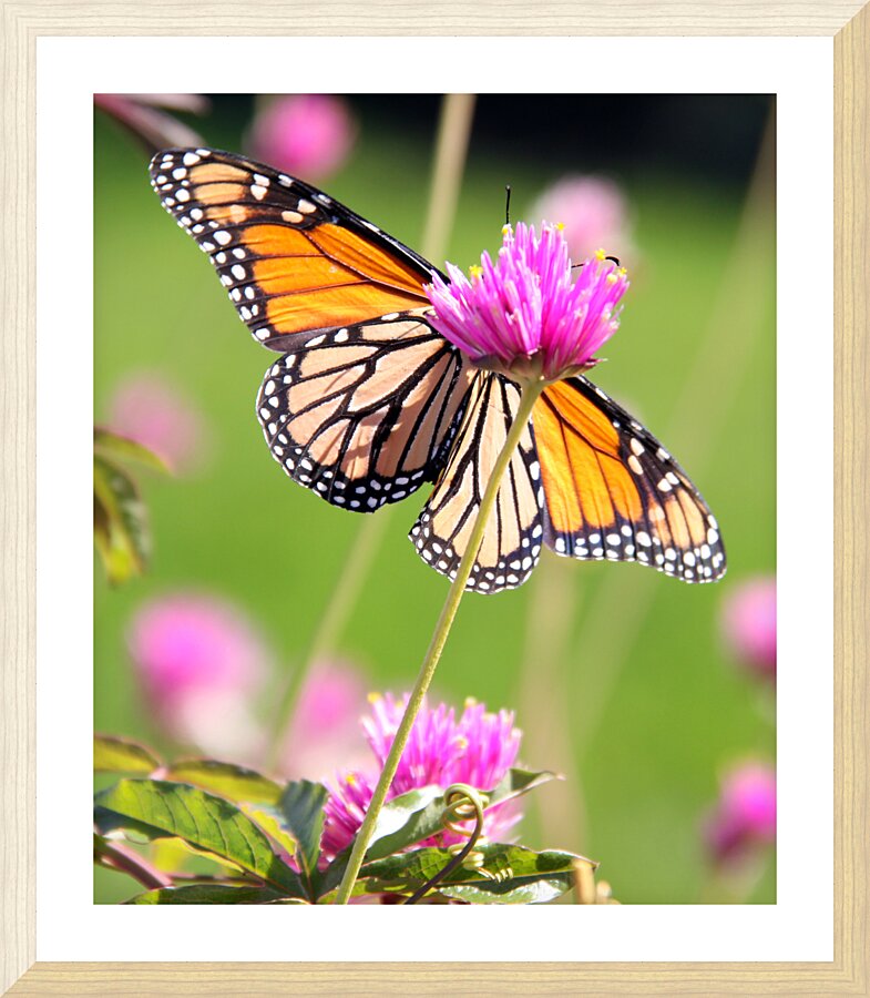 Monarch II Picture Frame print