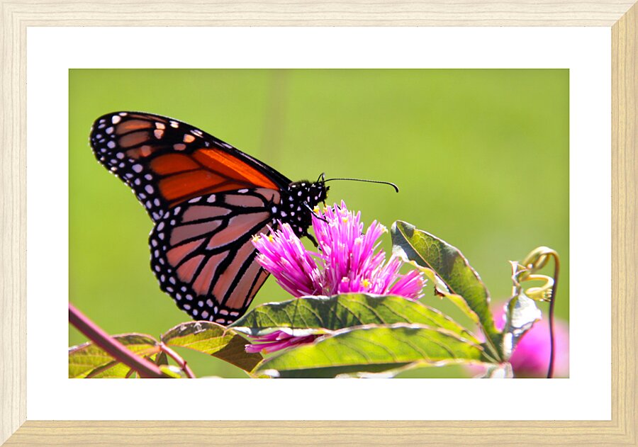 Monarch Picture Frame print