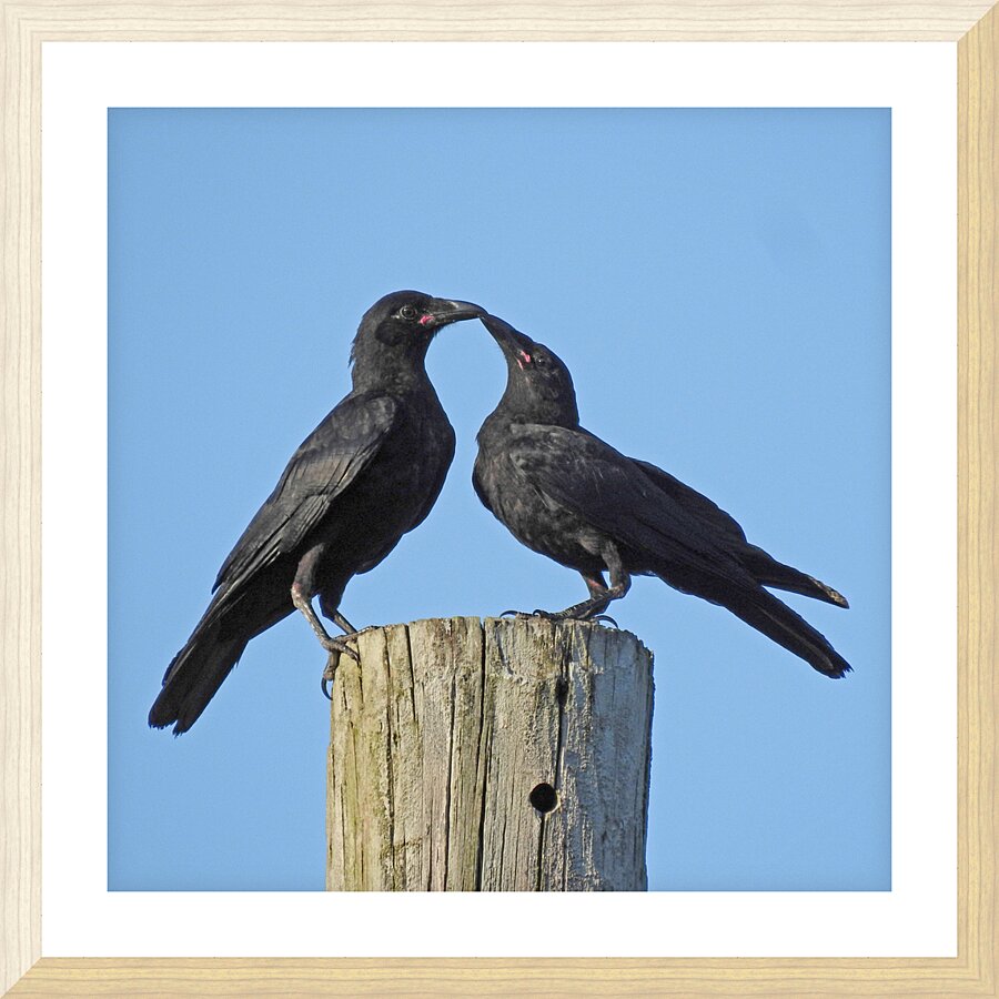 Love Birds Picture Frame print