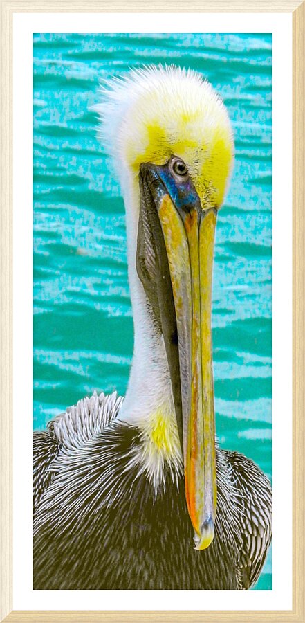 Pelican II Picture Frame print