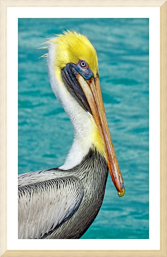 Pelican I Picture Frame print