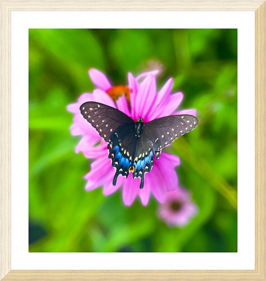 Black Swallowtail II Picture Frame print