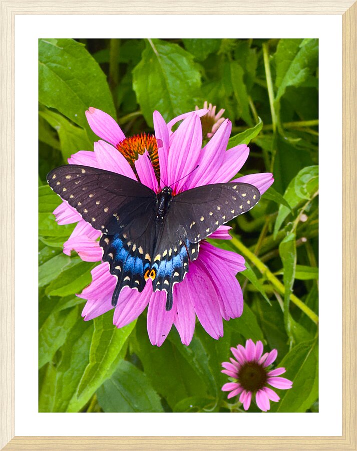 Black Swallowtail I Picture Frame print
