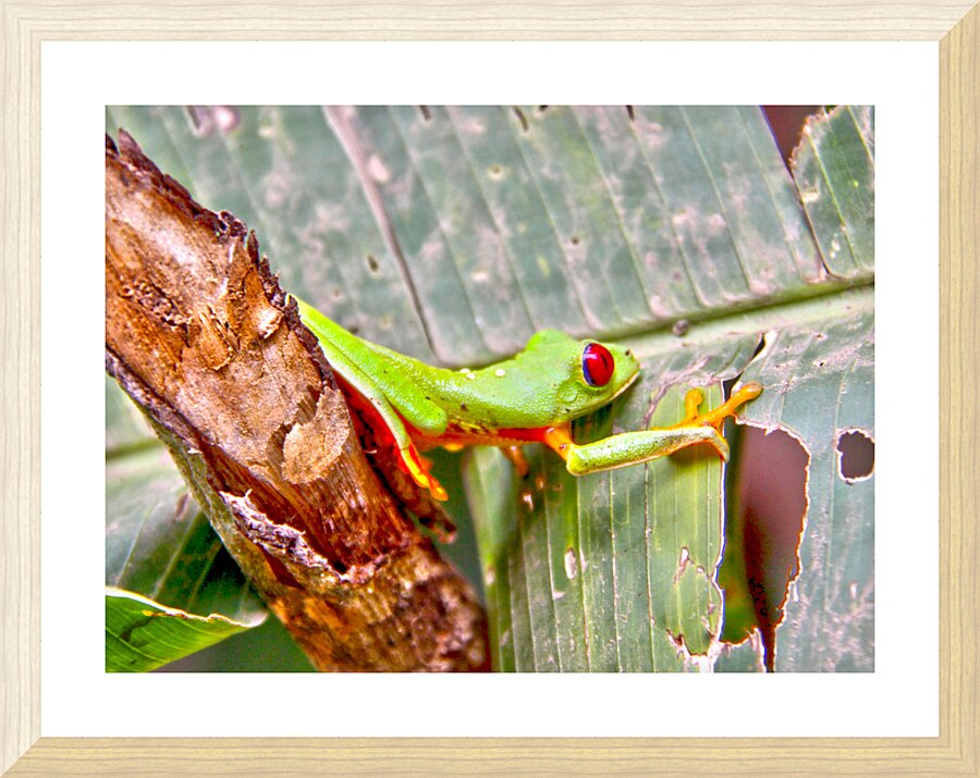 Green Frog Picture Frame print