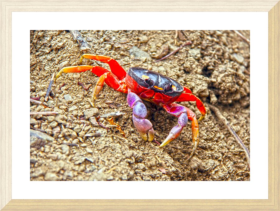 Orange Crab Picture Frame print