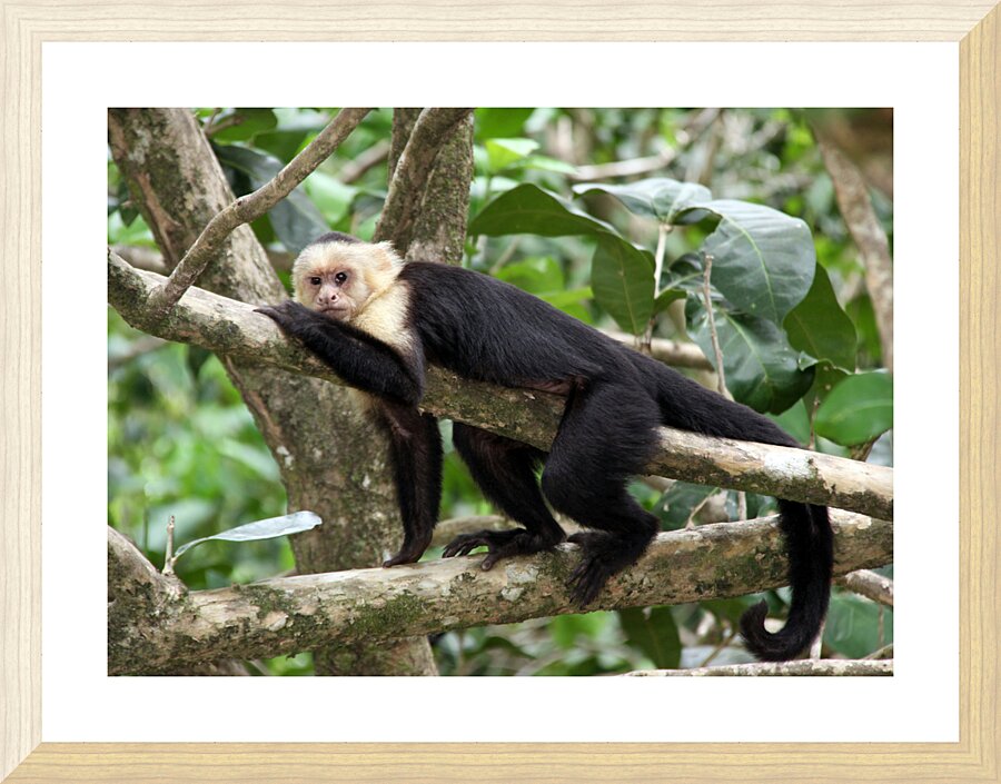Monkey   White faced Capuchin Picture Frame print