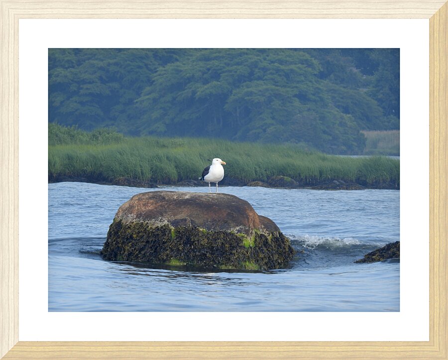 Sea Gull Soft Picture Frame print