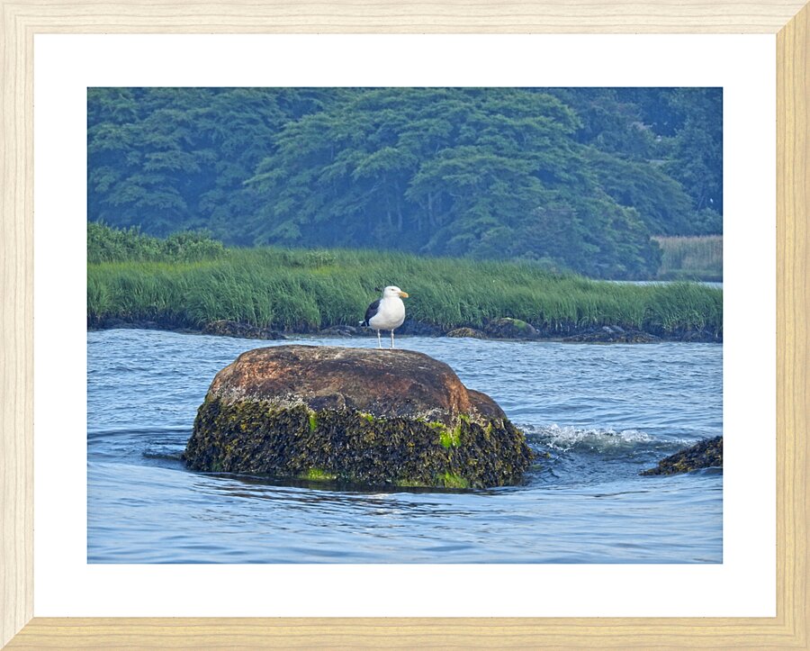 Sea GullHDR Picture Frame print