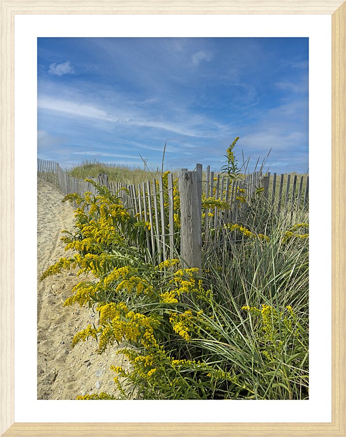 Beach Grass Picture Frame print