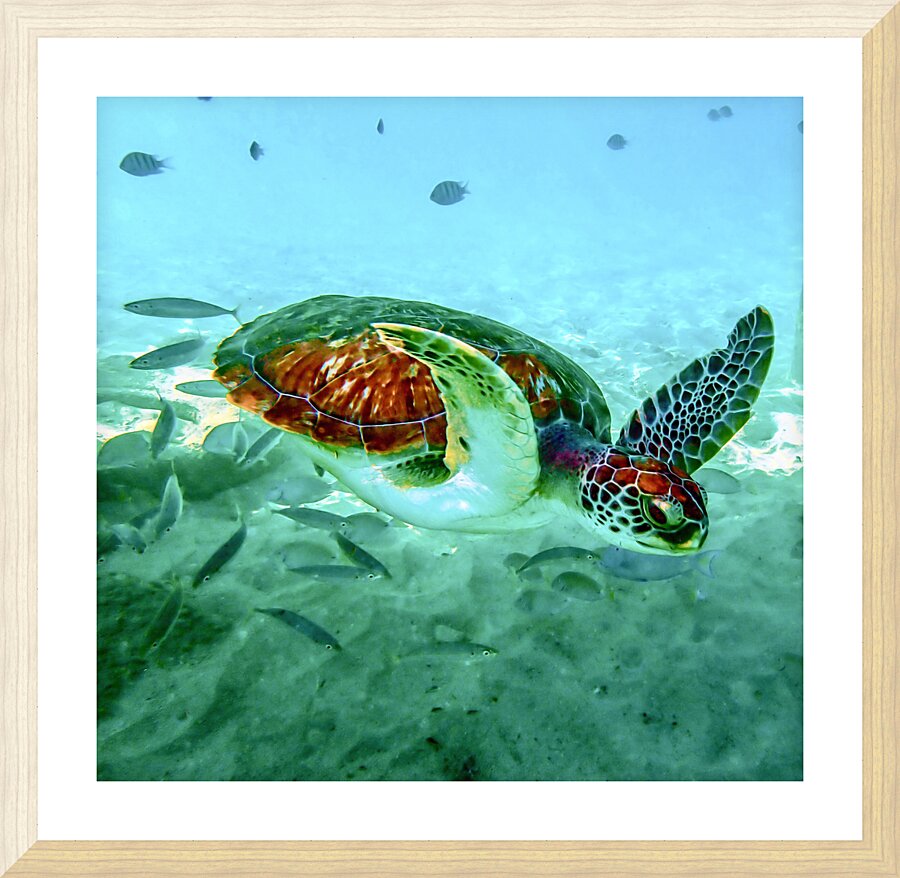 Sea Turtle 1 Picture Frame print