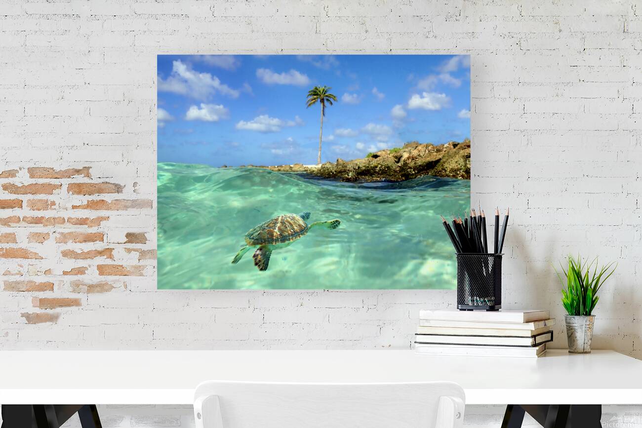 Turtle Bay  Reproduction
