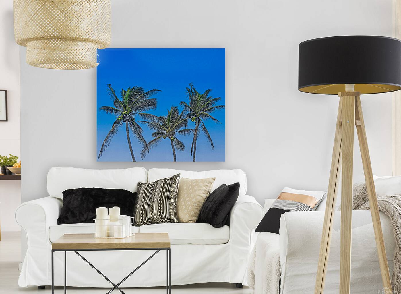 Palms Reproduction