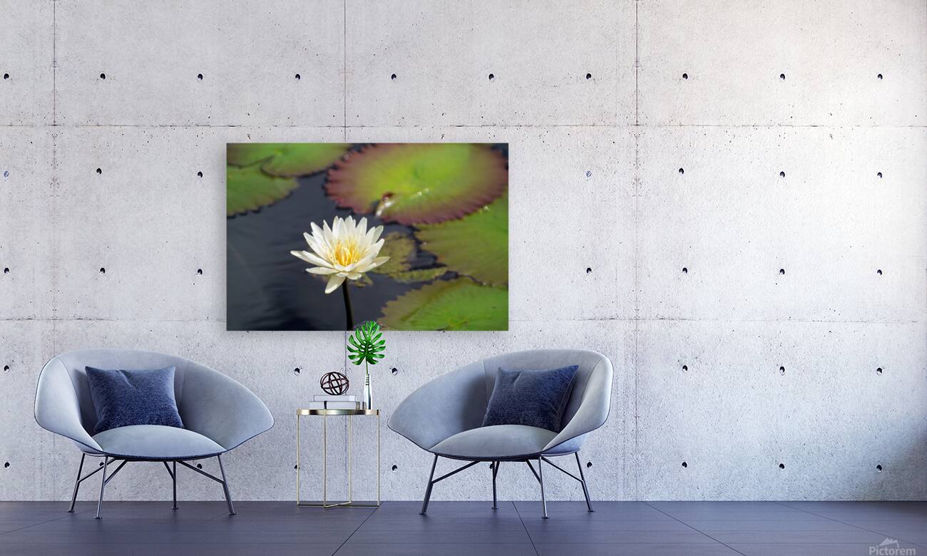 Water Lilly Reproduction