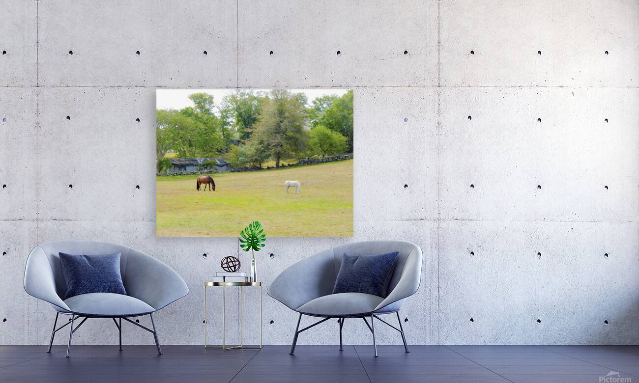 Chilmark pasture  Reproduction