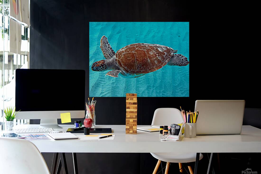 Sea Turtle 3 Reproduction