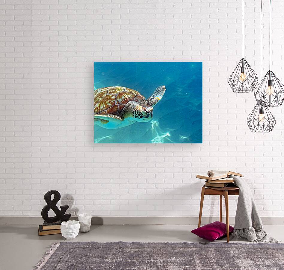 Sea Turtle 2 Reproduction