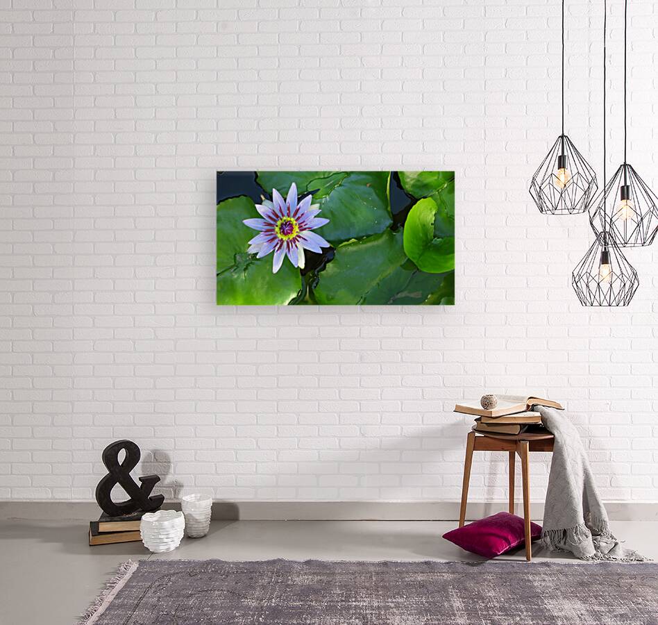 Water Lilly Reproduction