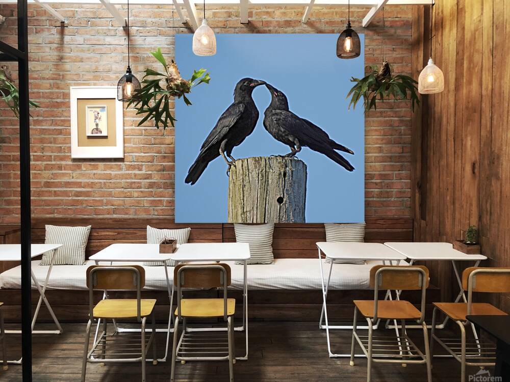 Love Birds Reproduction