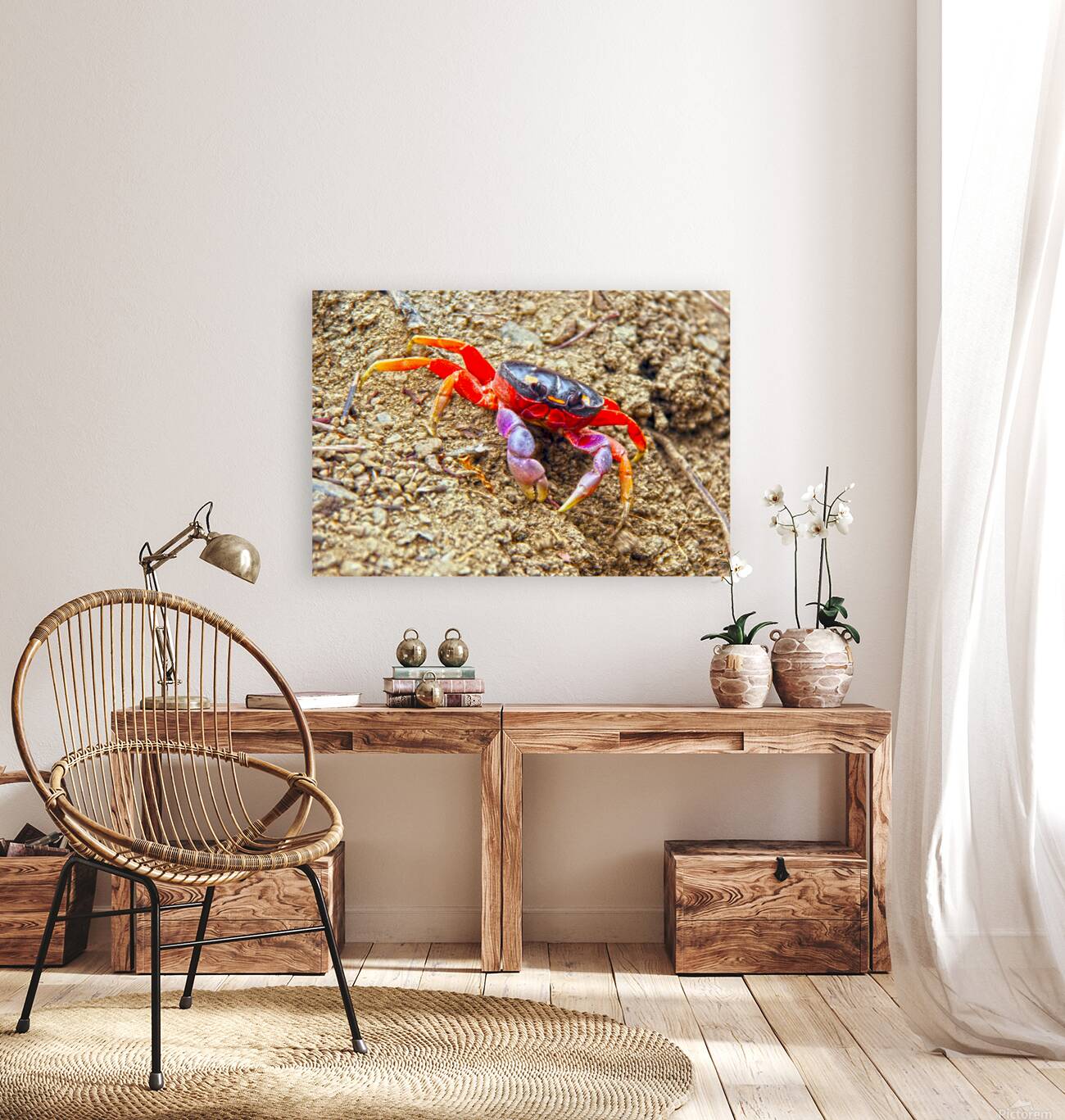 Orange Crab Reproduction