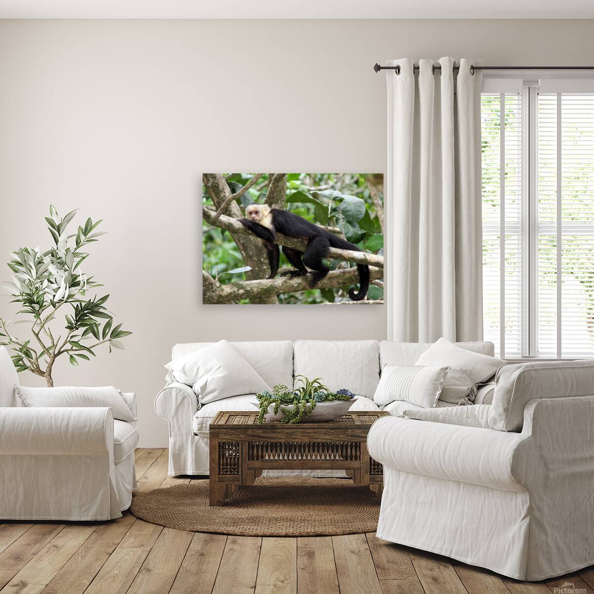 Monkey   White faced Capuchin Reproduction