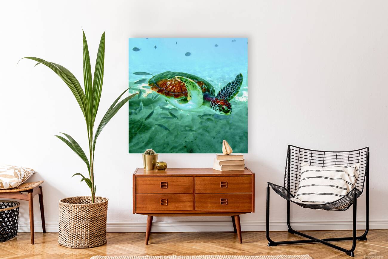 Sea Turtle 1 Reproduction