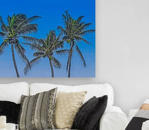 Palms Reproduction