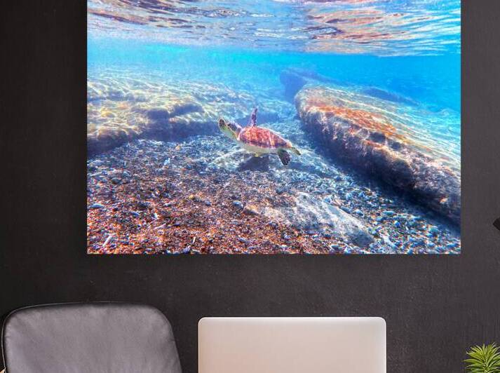 SeaTurtle12 Reproduction