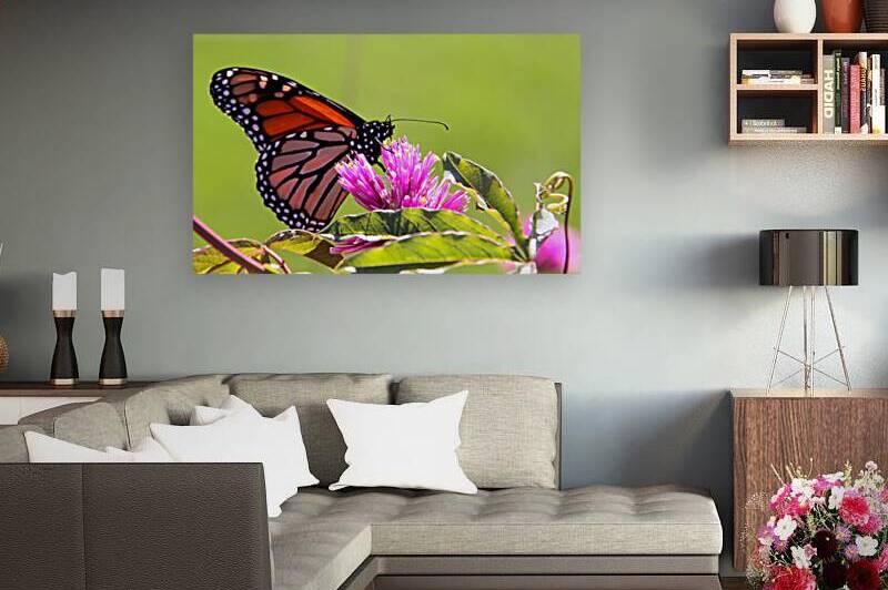 Monarch Reproduction