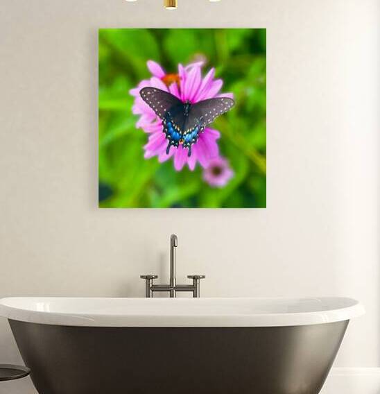 Black Swallowtail II Reproduction