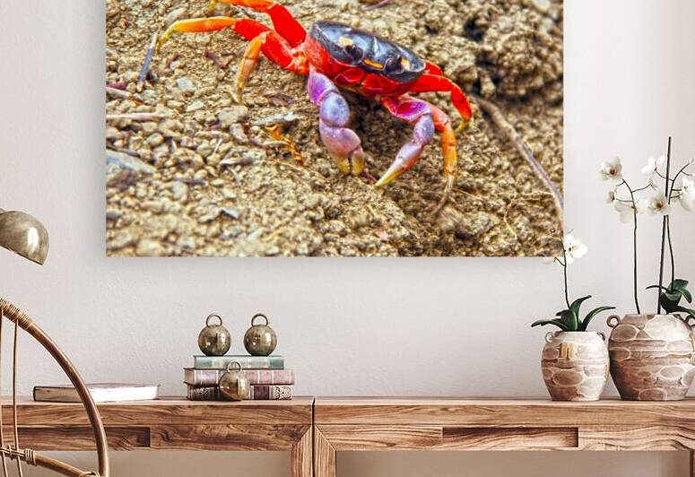 Orange Crab by JANIce