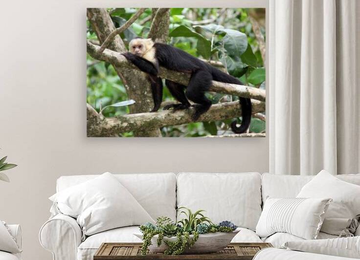 Monkey   White faced Capuchin by JANIce