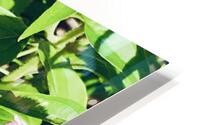 IMG 4065 HD Metal print