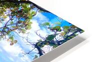 JunoMangrove HD Metal print