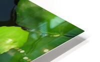 Water Lilly HD Metal print