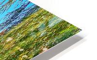 BostonPublicGarden HD Metal print