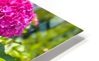 Pink Hydrangea HD Metal print