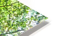 Cuba IV HD Metal print