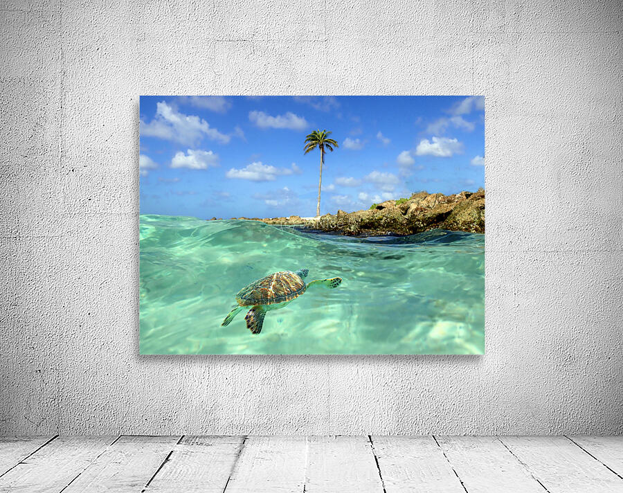 Turtle Bay  Wall Preview