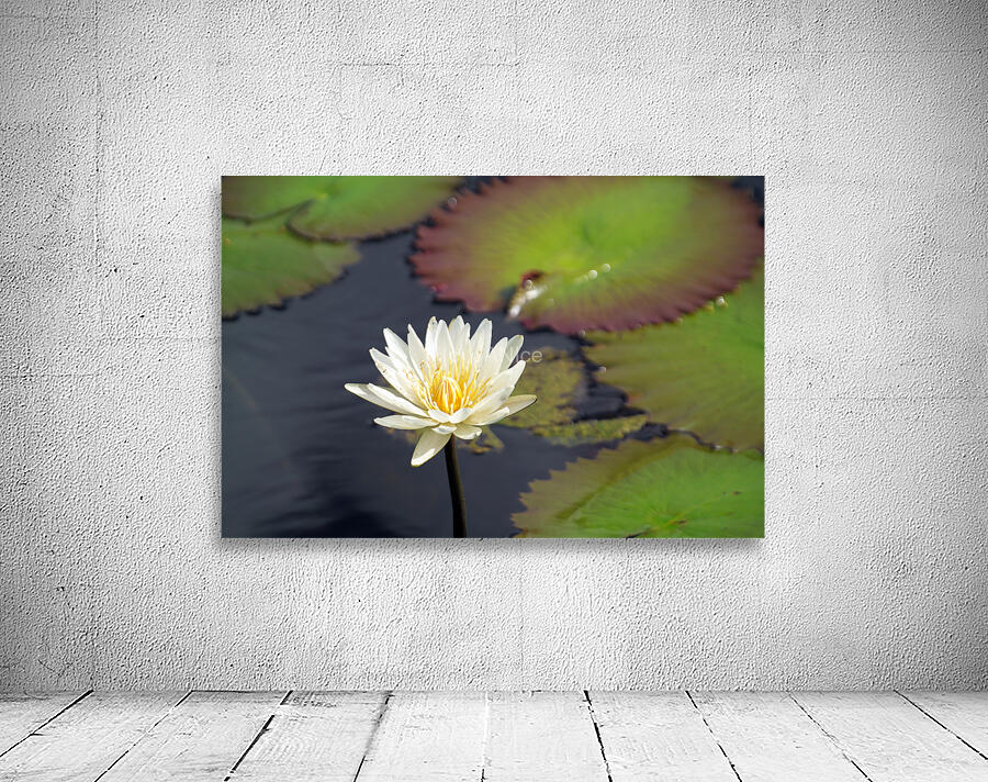 Water Lilly Wall Preview