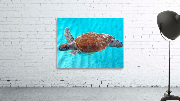 Sea Turtle 3 Wall Preview