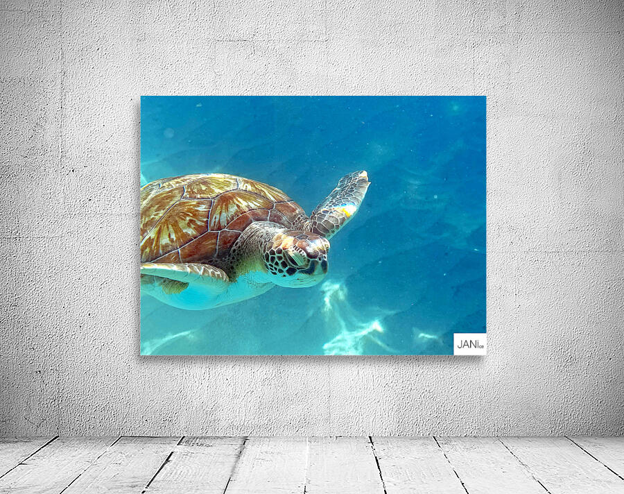 Sea Turtle 2 Wall Preview