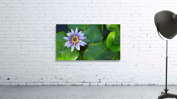 Water Lilly Wall Preview