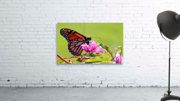 Monarch Wall Preview
