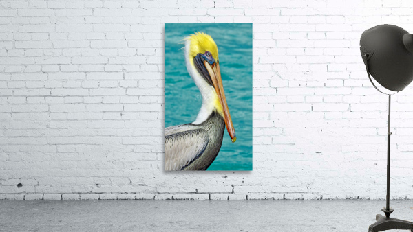 Pelican I Wall Preview