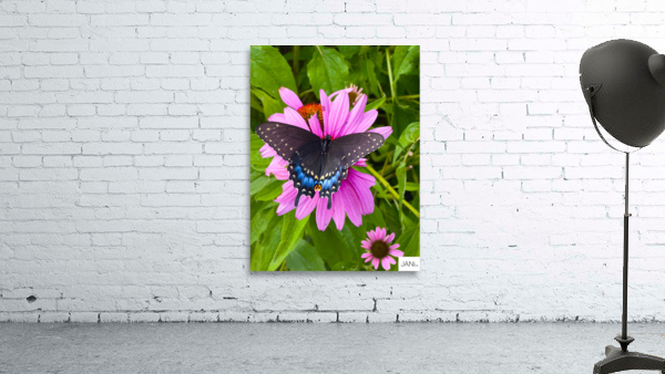 Black Swallowtail I Wall Preview